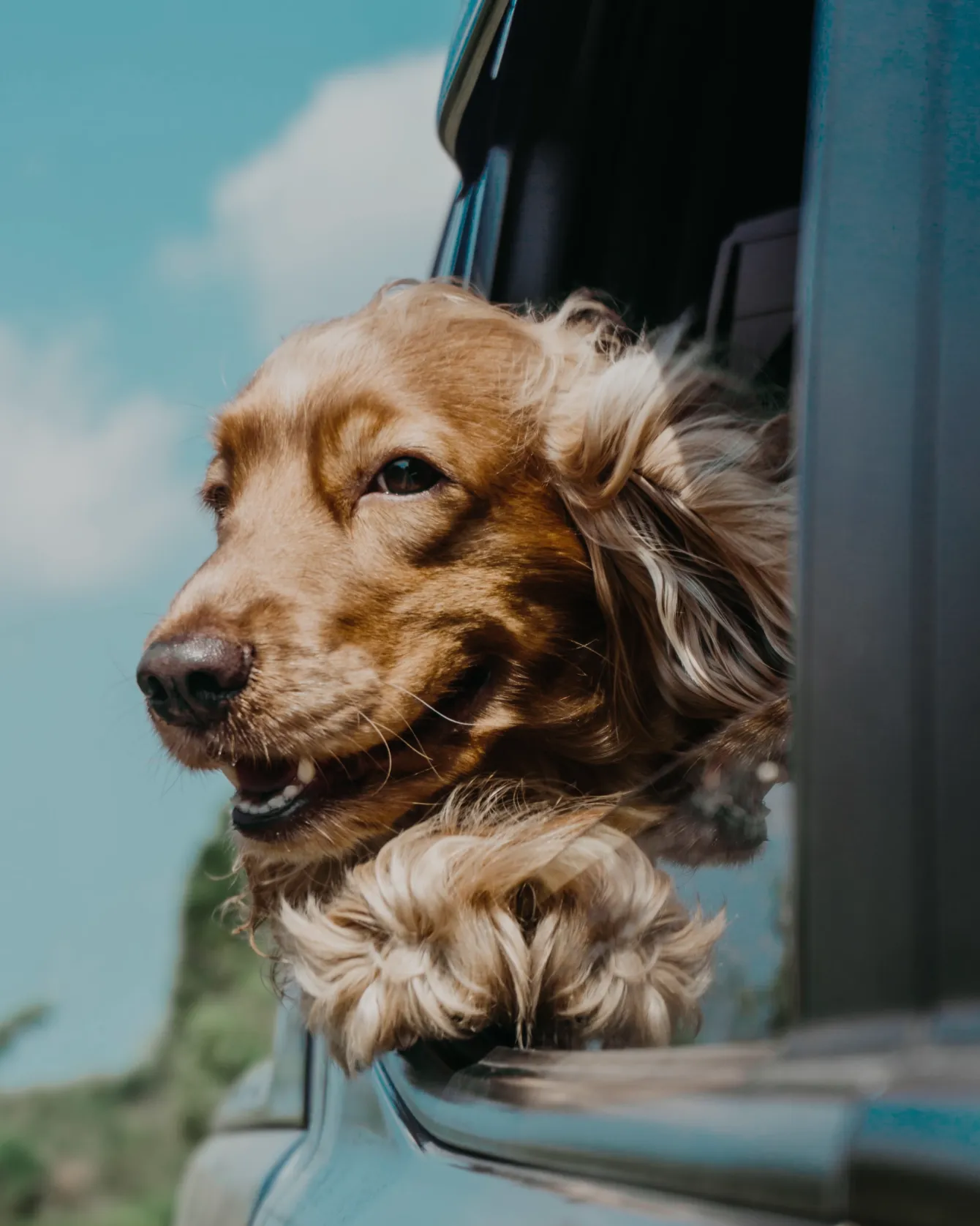 Perro mirando por la ventana de un carro
